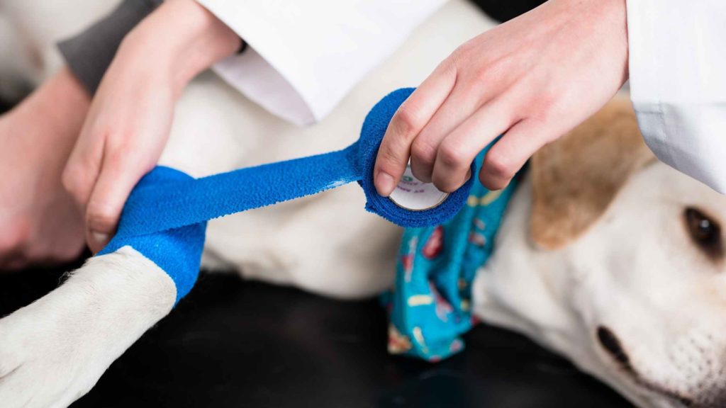 Photo of a veterinarian wrapping a dog's broken leg.