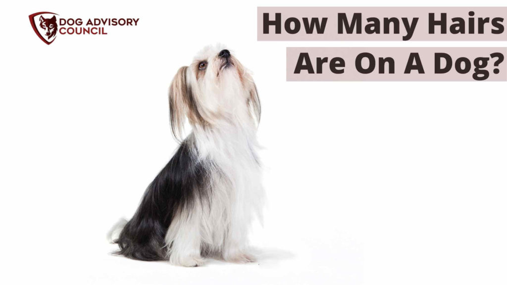 How Many Hairs are On a Dog? Photo of a small dog with long hair.