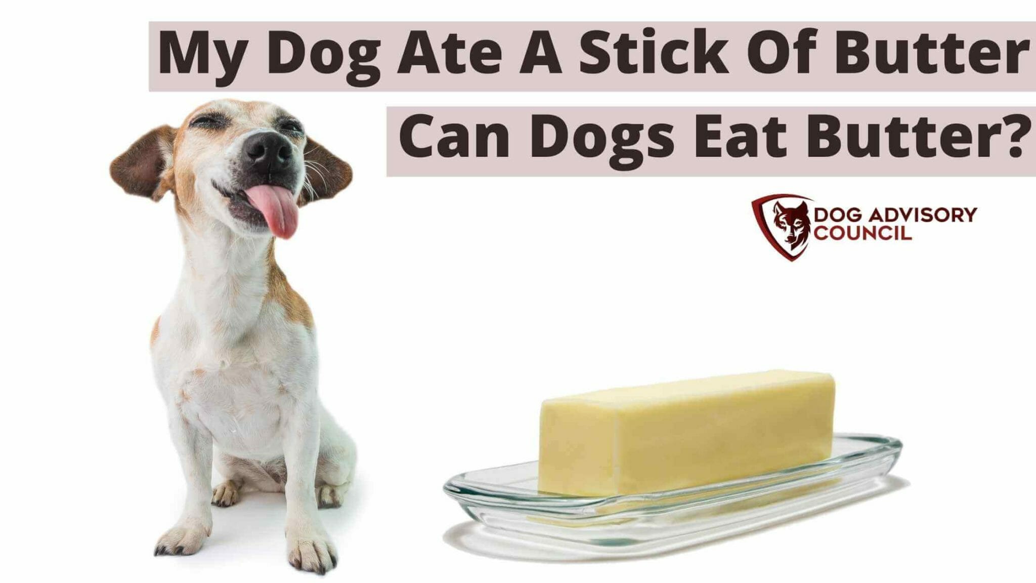 My Dog Ate A Stick Of Butter Can Dogs Eat Butter? Dog Advisory Council