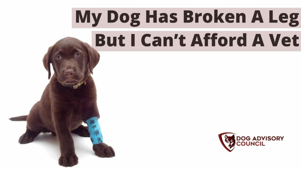 Dog broken leg cant afford vet