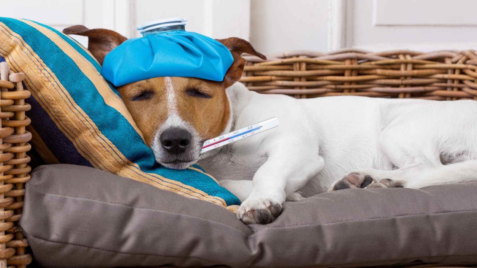 6 Reasons Why My Dog's Head is Hot Should I Be Worried? Dog