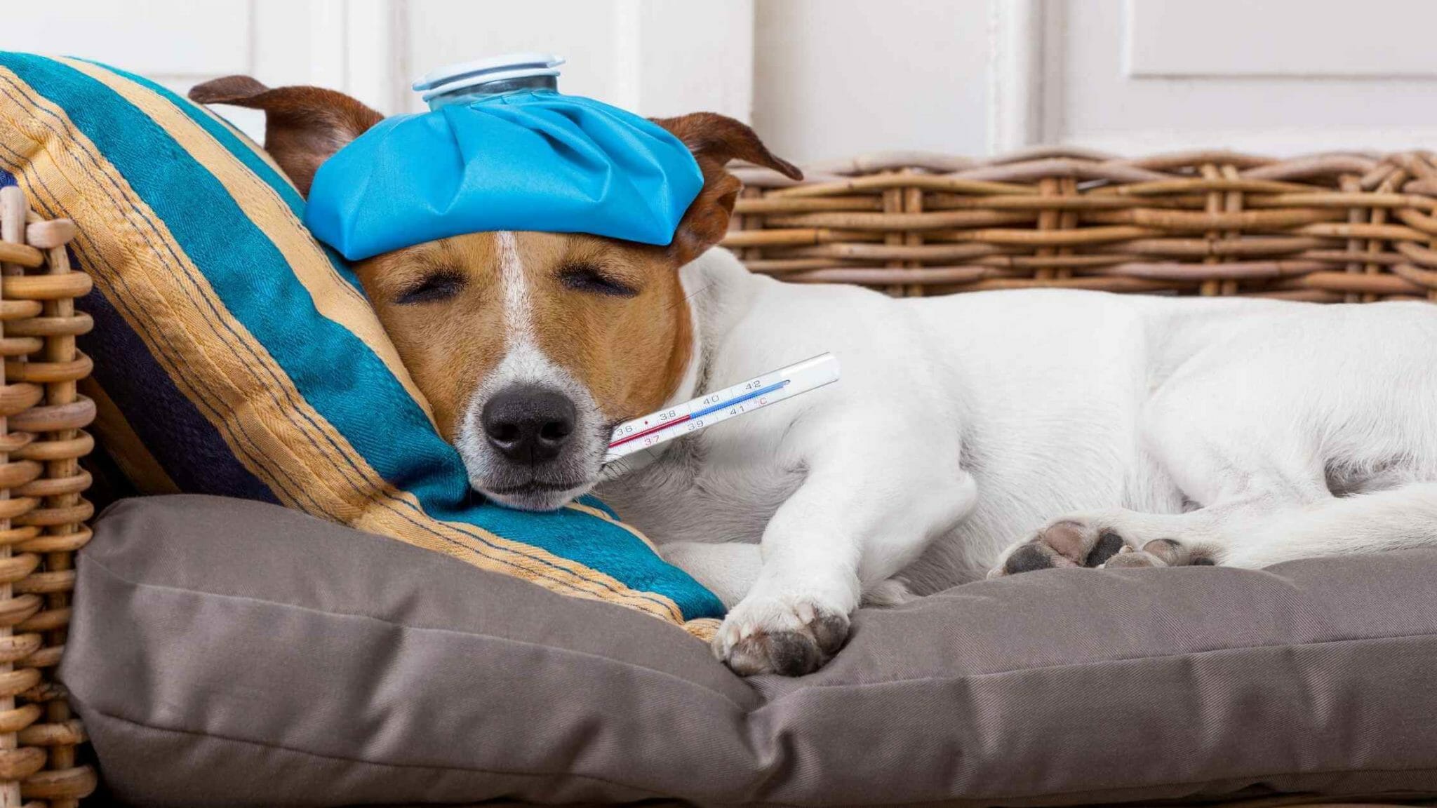 6 Reasons Why My Dog's Head is Hot Should I Be Worried? Dog