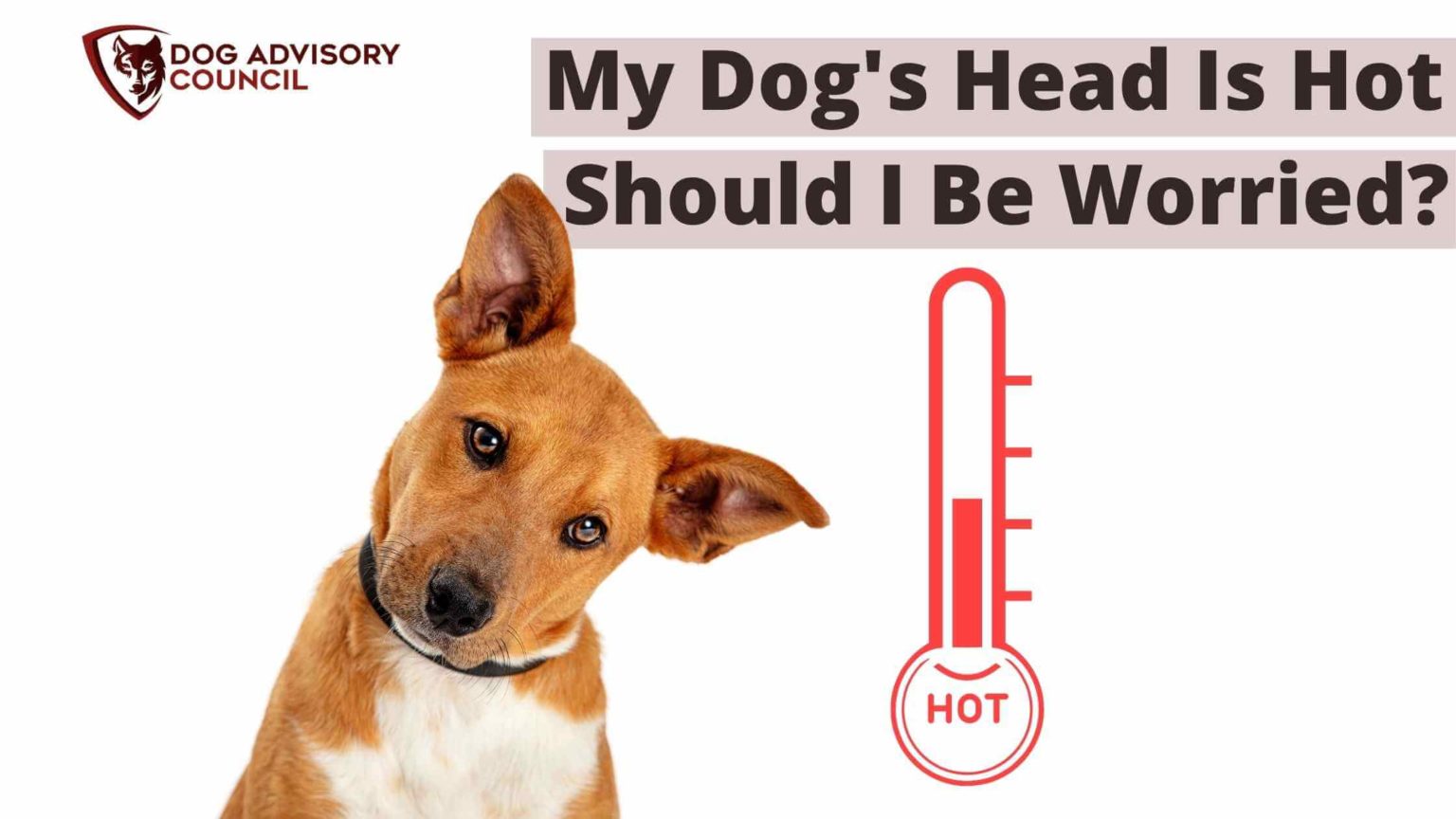 6 Reasons Why My Dog's Head is Hot Should I Be Worried? Dog