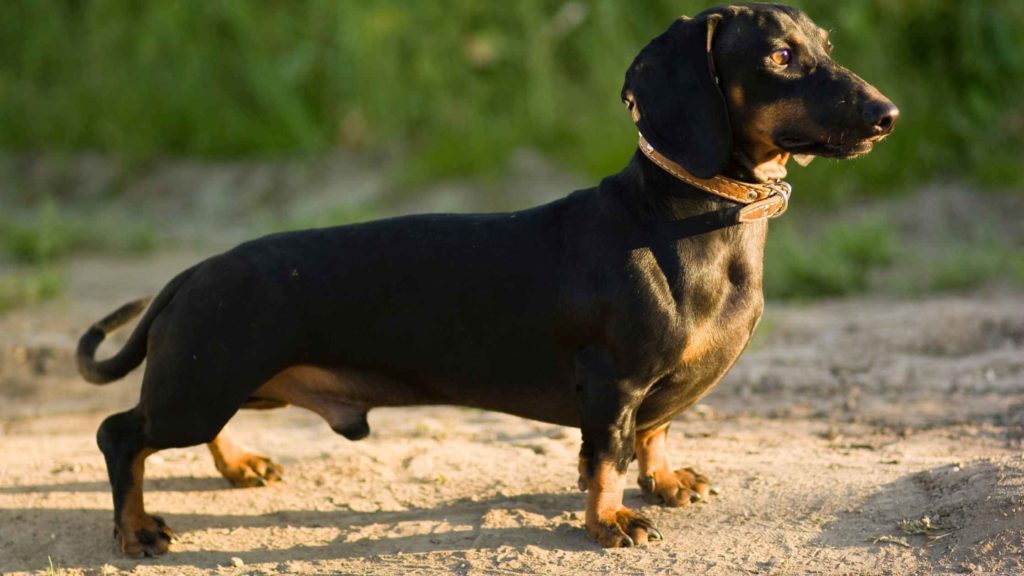 Photo of a male Dachshund dog.