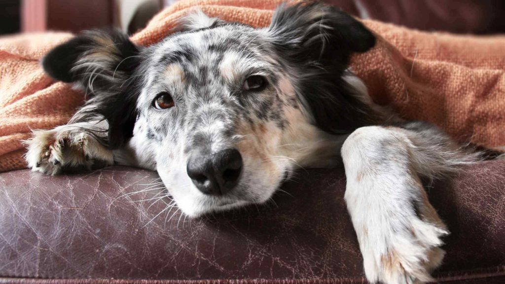 Photo of a dog sick in bed.