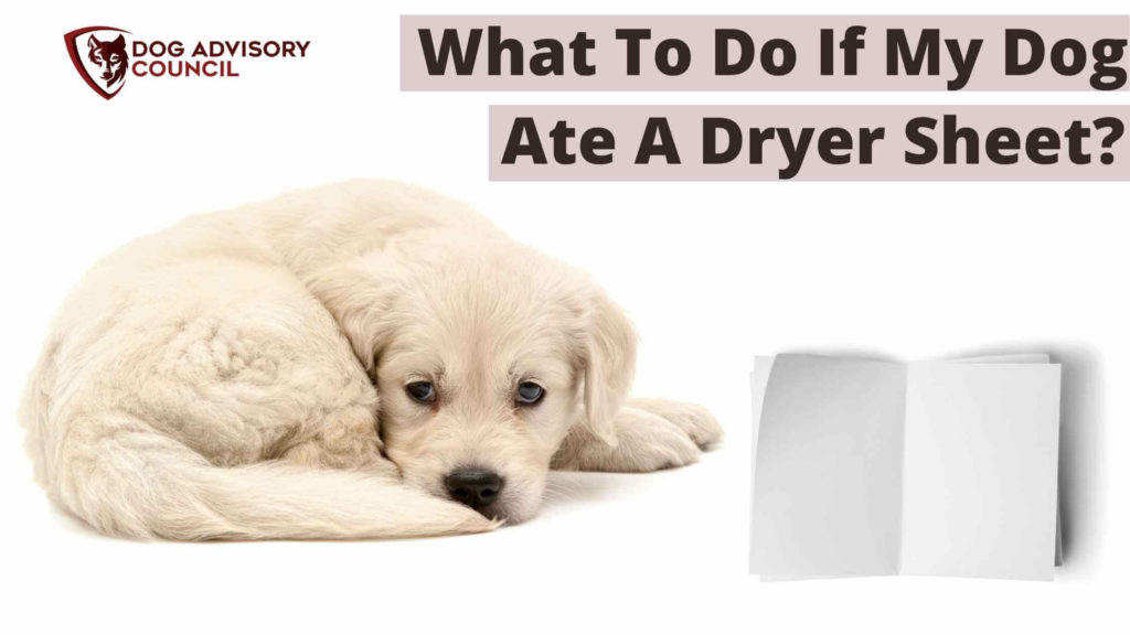 What Do I Do If My Dog Ate a Dryer Sheet? (Explained) Dog Advisory