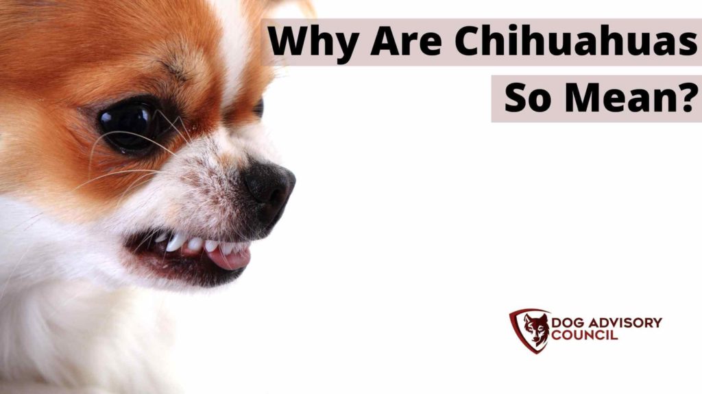 Why Are Chihuahuas So Mean? Photo of a Chihuahua showing his teeth looking mean, and aggressive.