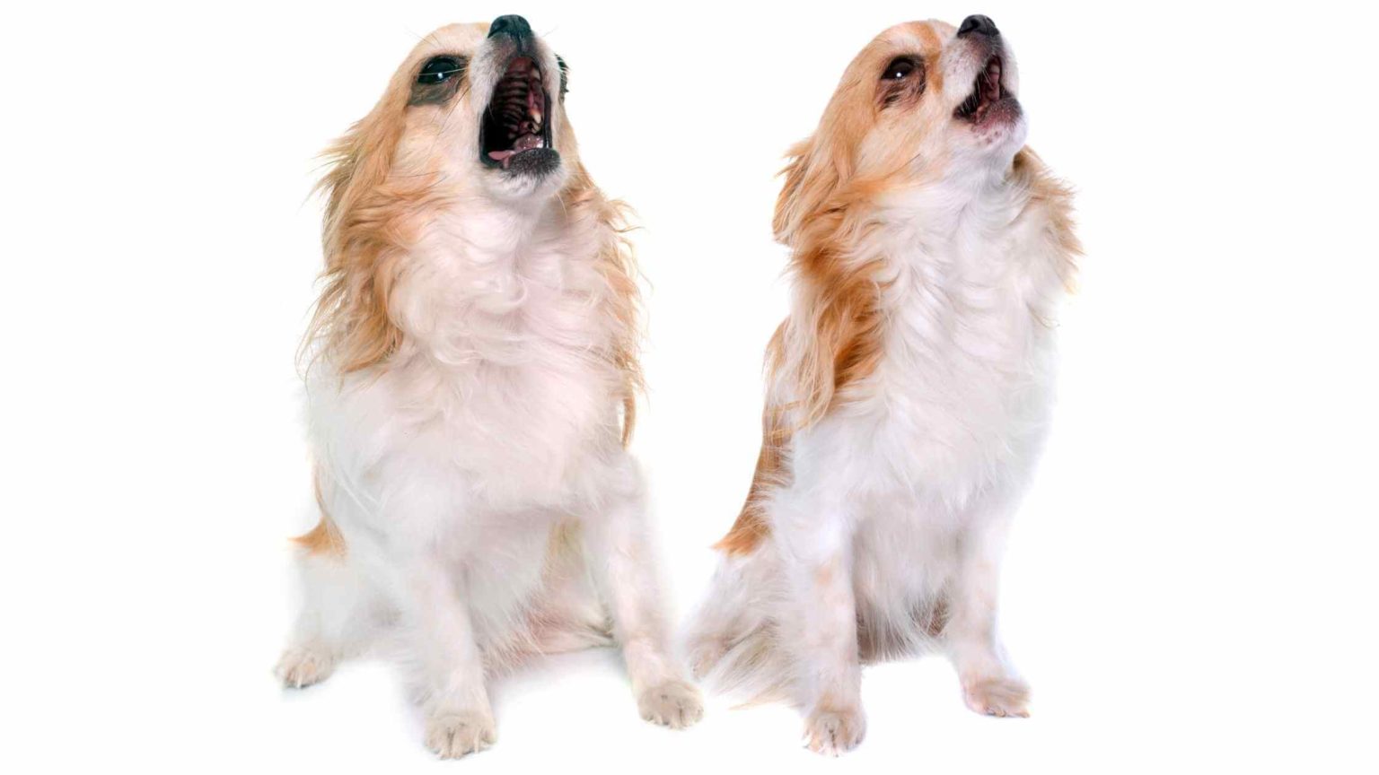 5 Reasons Why Do Chihuahuas Cry So Much? Dog Advisory Council