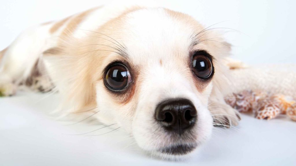 Photo closeup of a Chihuahua's watery eyes.