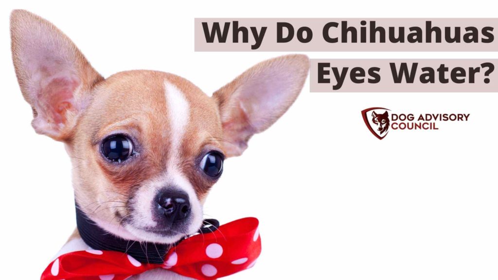 Why Do Chihuahuas Eyes Water? Photo of a Chihuahua with watery eyes.