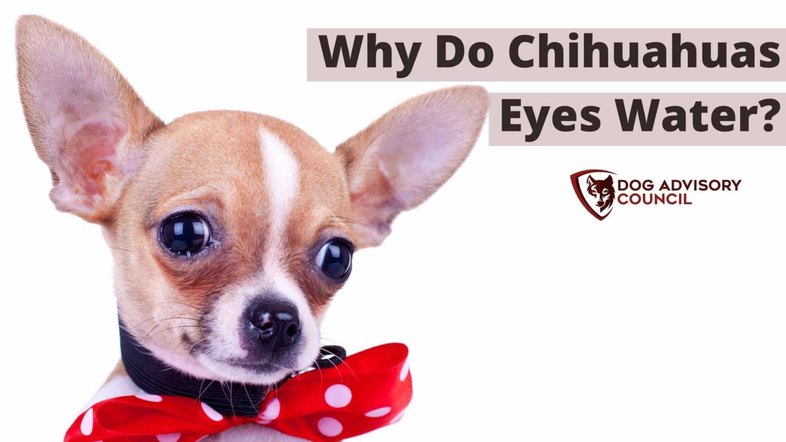 7 Reasons Why Do Chihuahuas Eyes Water? Dog Advisory Council
