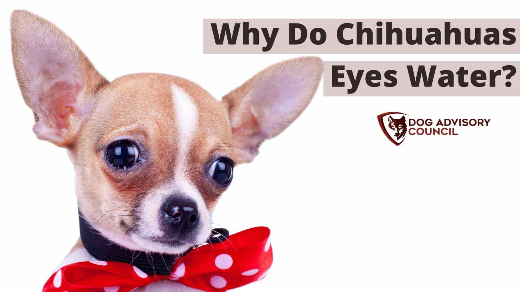 7-reasons-why-do-chihuahuas-eyes-water-dog-advisory-council