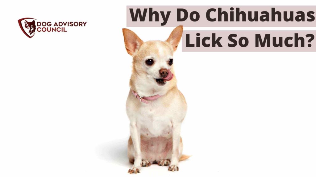 Why Do Chihuahuas Lick So Much? Photo of a Chihuahua licking her lips.