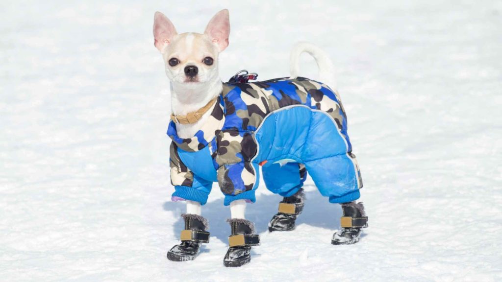 Photo of a Chihuahua with a cold weather jacket.