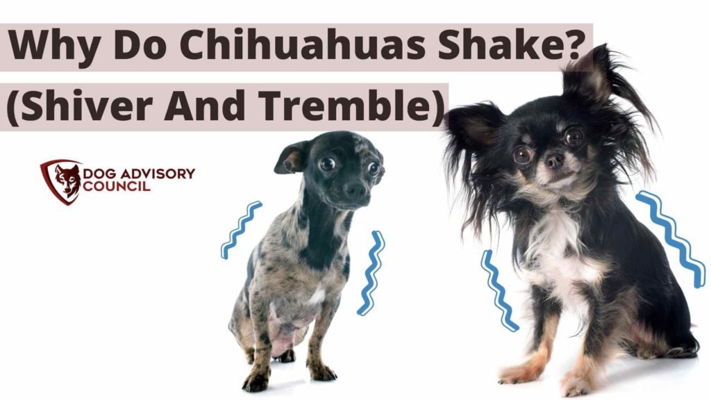 Why Do Chihuahuas Shake? Photo of two Chihuahuas shivering.