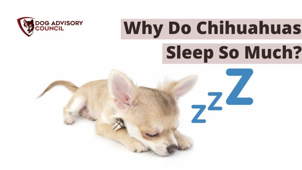 Why Do Chihuahuas Sleep So Much? Photo of a Chihuahua puppy sleeping.