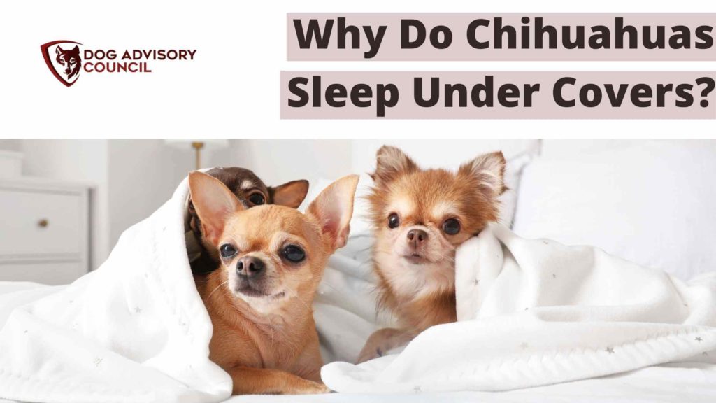 Why Do Chihuahuas Sleep Under the Covers? Photo of 3 Chihuahuas in bed under covers.