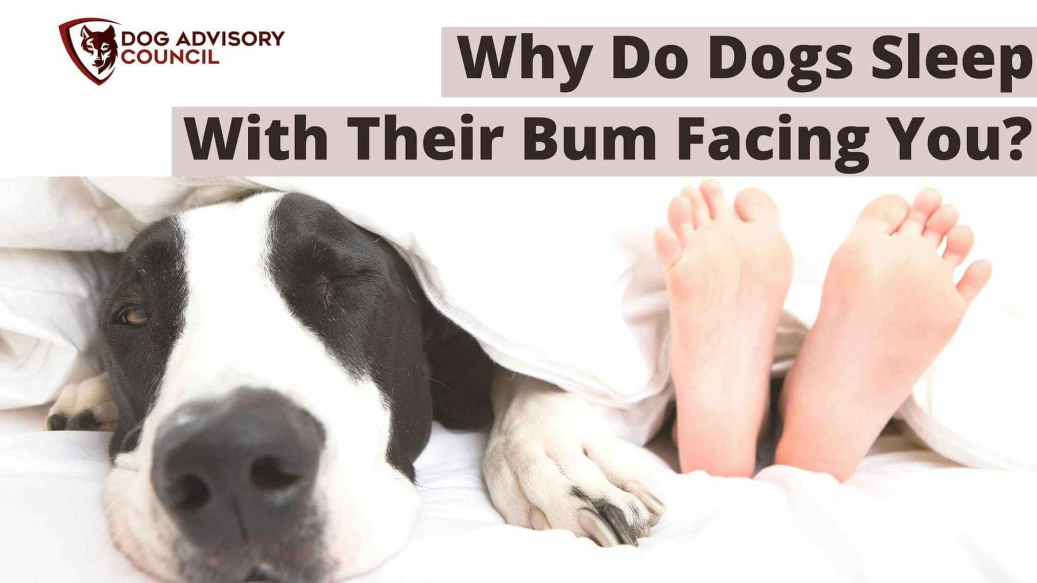 5 Reasons Why Do Dogs Sleep With Their Bum Facing You? | Dog Advisory ...