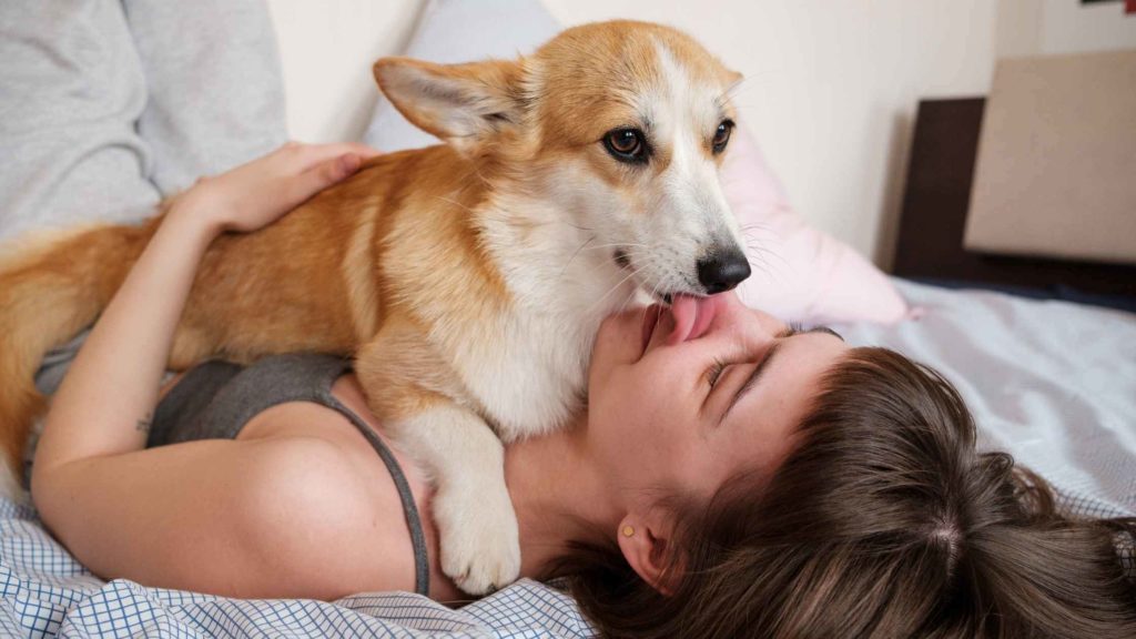 Photo of a Corgi dog laying on his owner's chest.