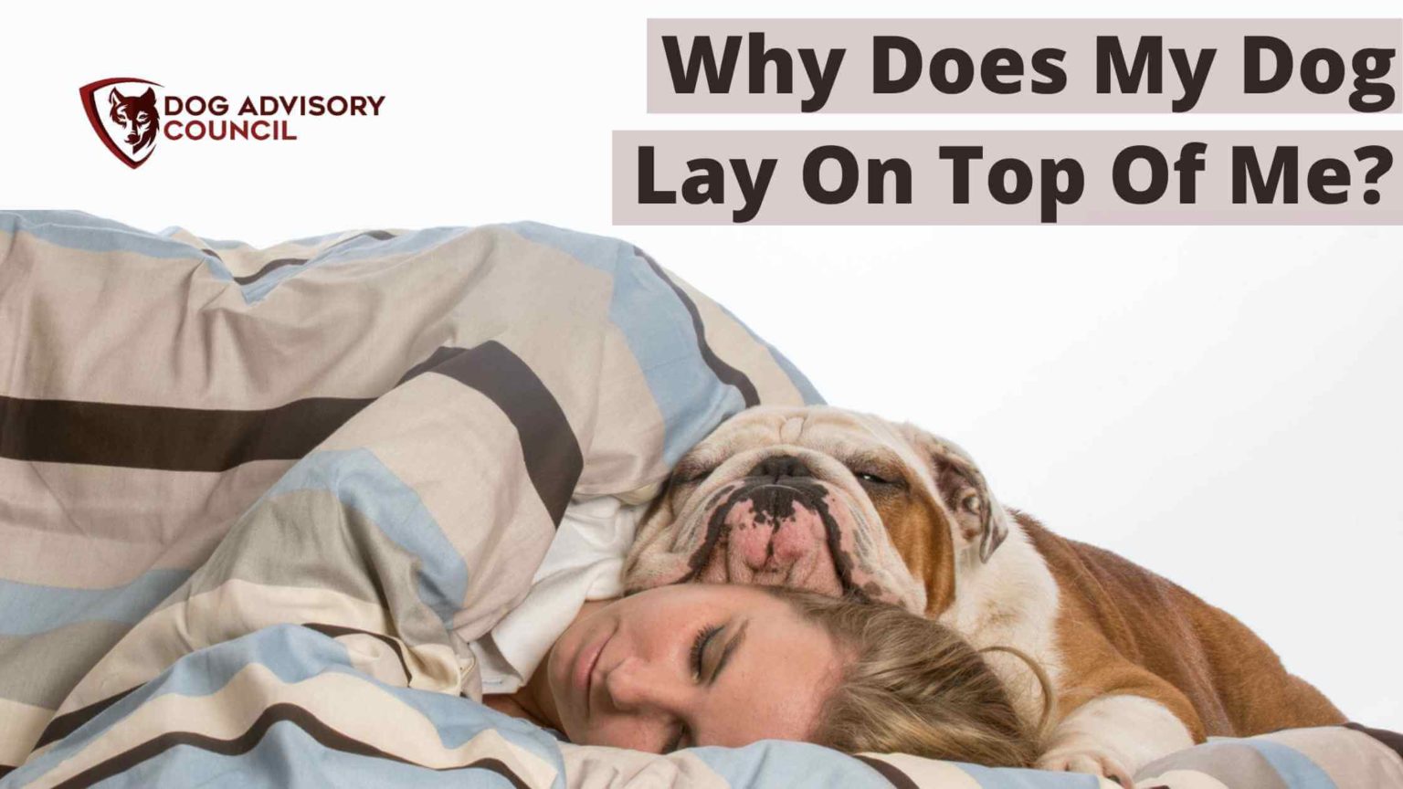 Why Does My Dog Lay On Top Of Me? (Head Chest Stomach Back) Dog