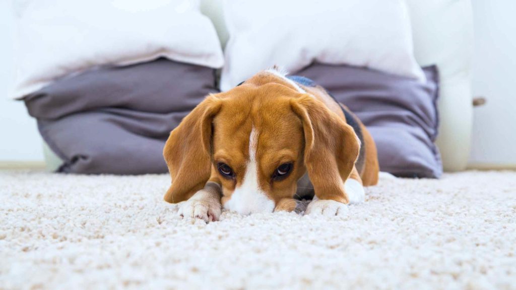 Photo of a Beagle dog after scratching the carpet and burying his nose in it.