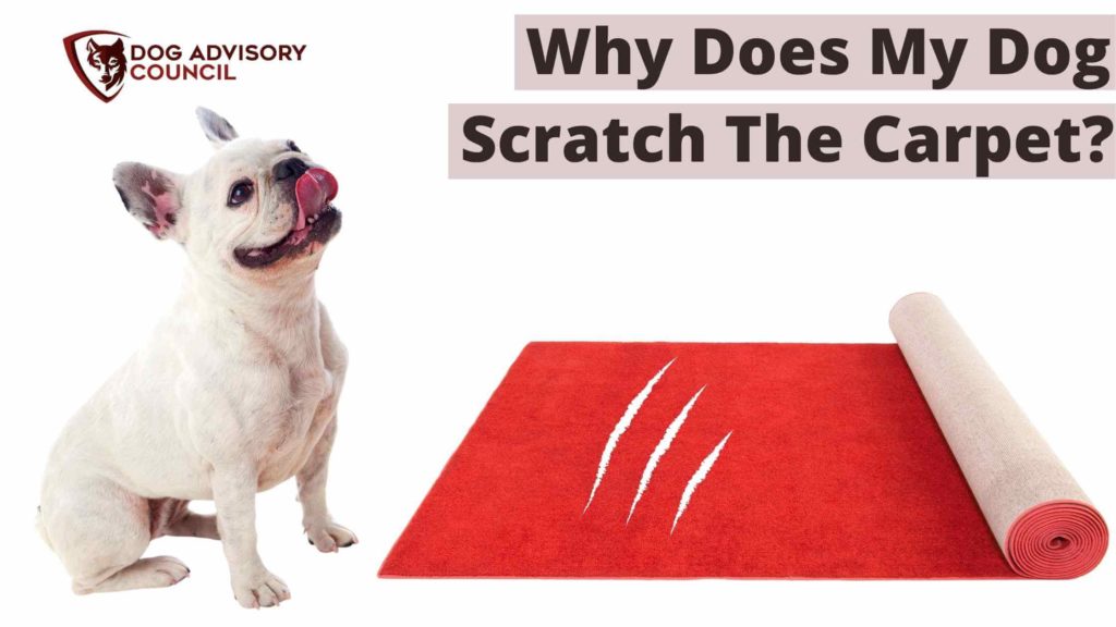 Why Does My Dog Scratch The Carpet All Of A Sudden? | Dog Advisory Council