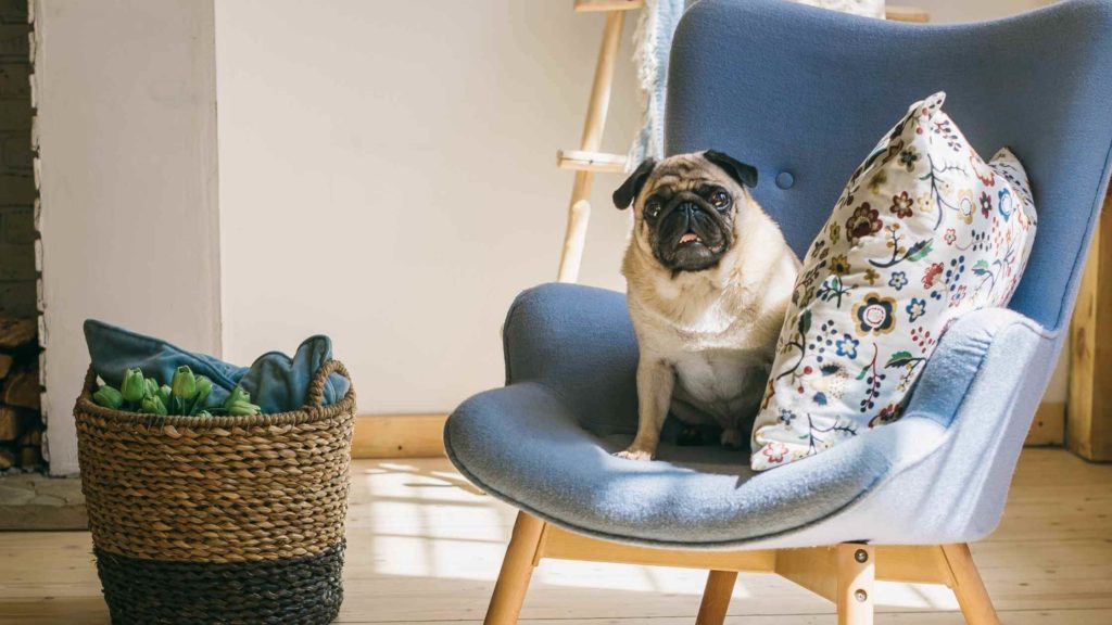 Photo of a Pug dog sitting in his owner's chair.