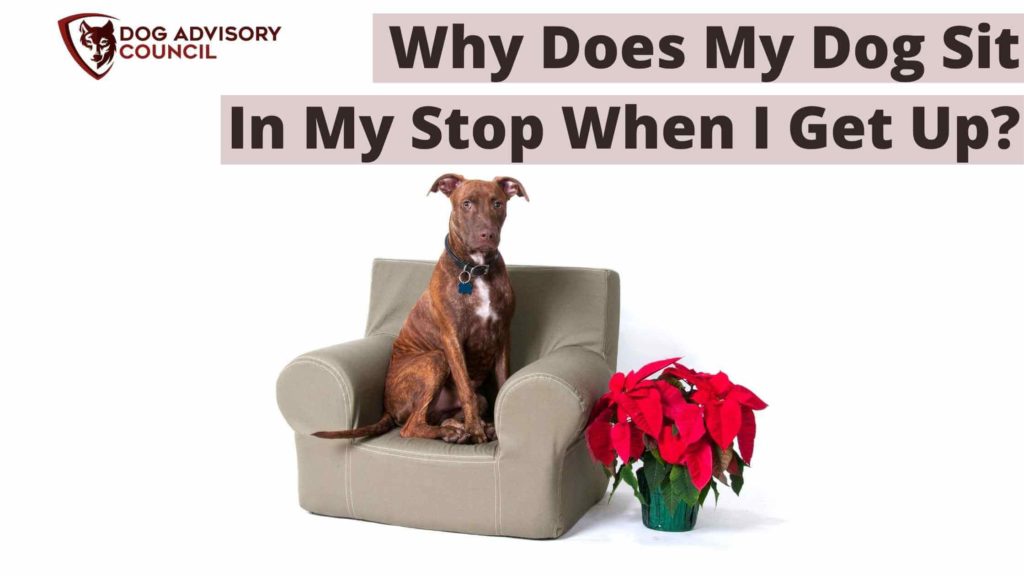 Why Does My Dog Sit In My Spot When I Get Up? Photo of a dog sitting in his owner's sofa.