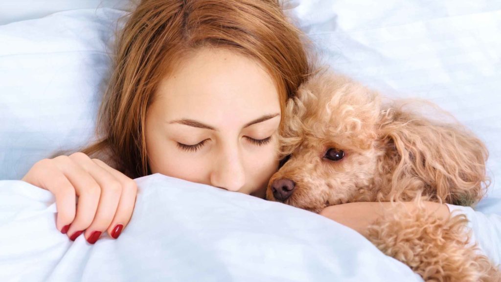 Photo of a poodle dog cuddling with he's owner in bed.