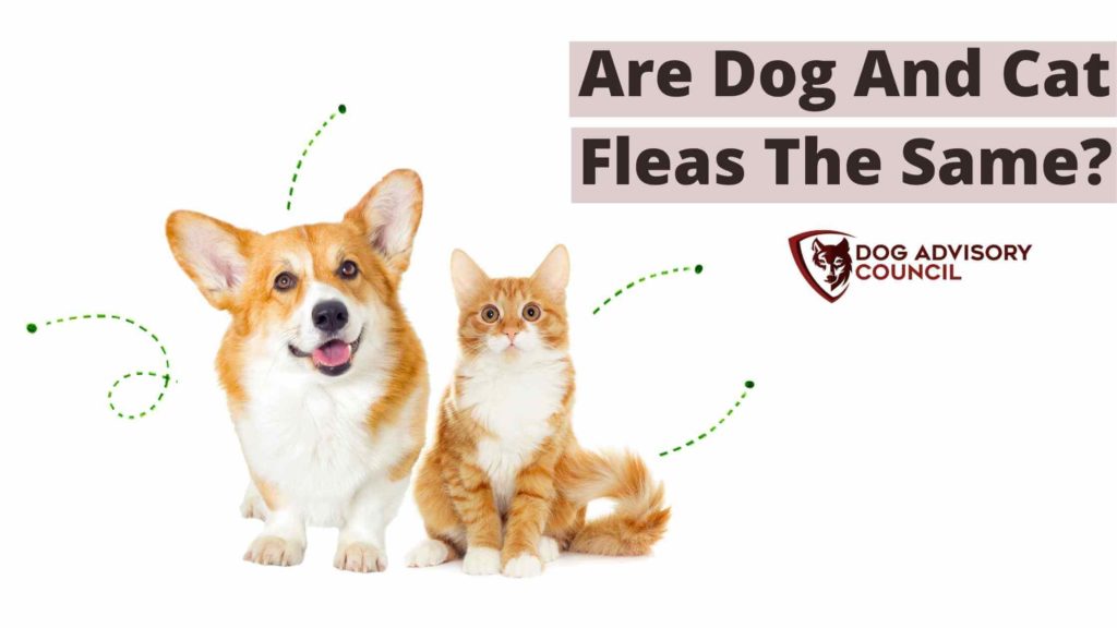 Are Dog and Cat Fleas the Same? Photo of a dog and a cat with fleas.