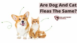 Are Dog and Cat Fleas the Same