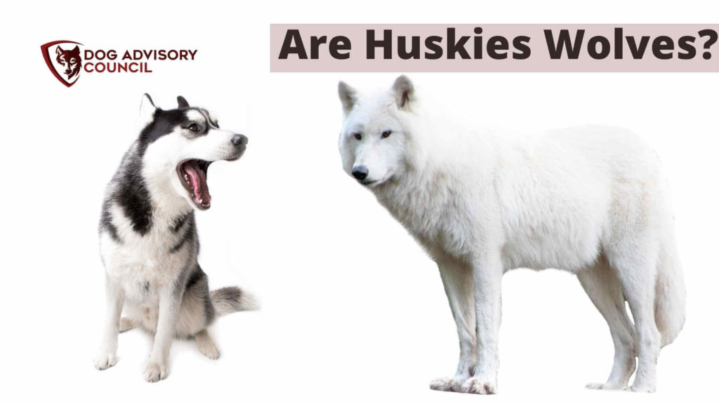 are huskies related to wolves