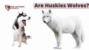 Are Huskies Wolves