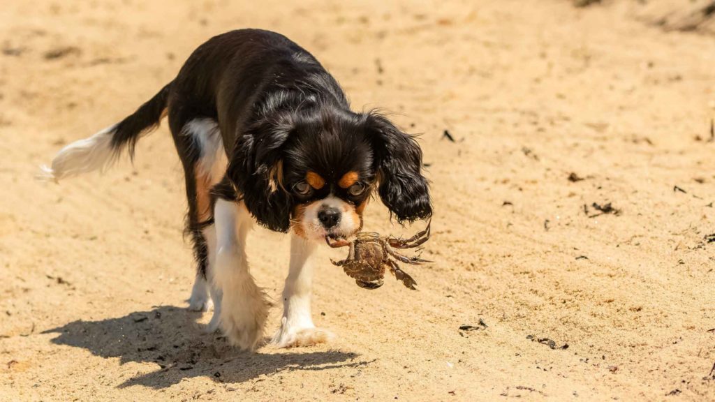 Photo of a dog carrying a live crab on his mouth on the beach.