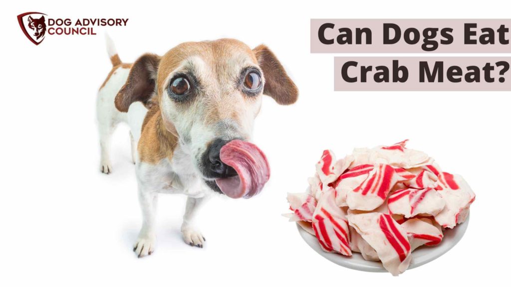 Can Dogs Eat Crab Meat? Photo of a dog licking with a dish of crab meat by its side