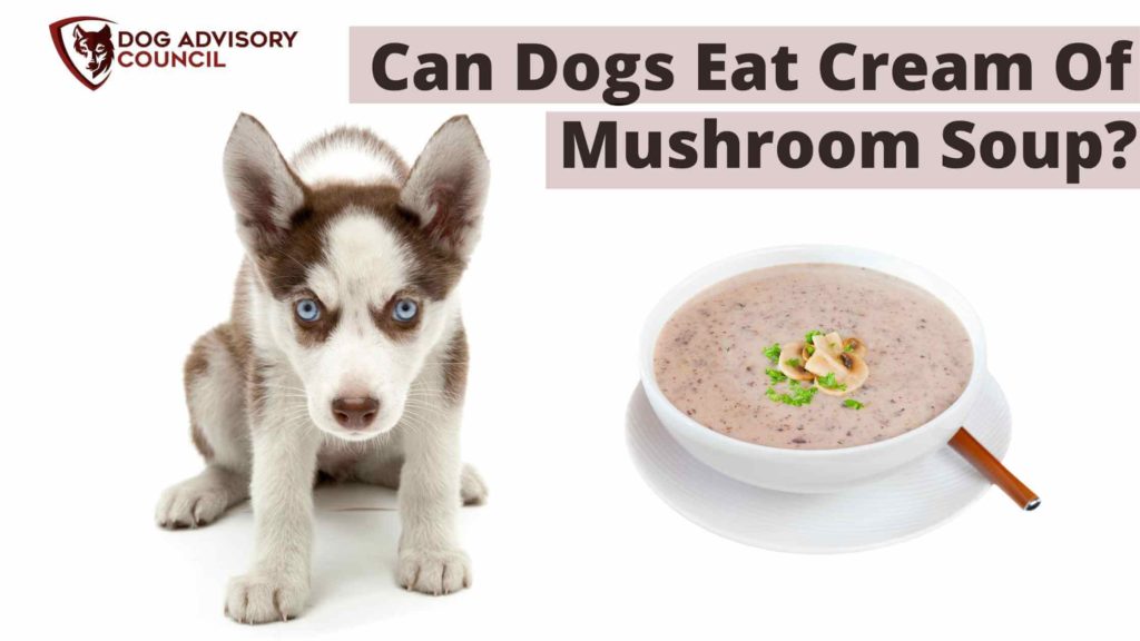 Can Dogs Eat Cream of Mushroom Soup? Photo of a Husky puppy and a bowl of mushroom soup by its side.