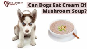 Can Dogs Eat Cream Of Mushroom Soup