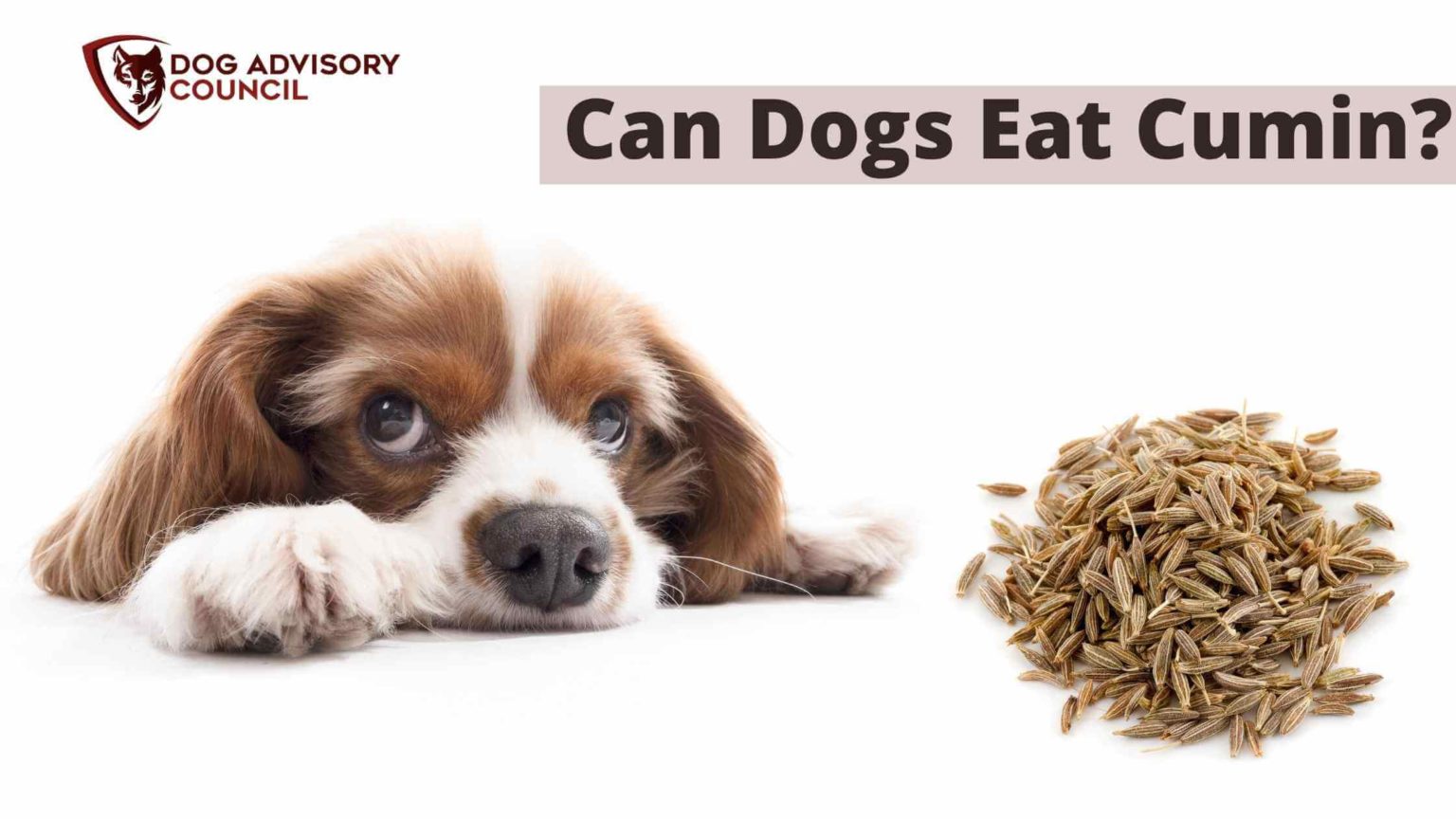 Can Dogs Eat Cumin? (Cumin Seeds) Dog Advisory Council