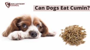 Can Dogs Eat Cumin