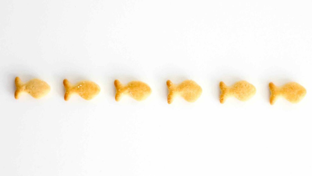 Photo of 6 goldfish crackers lined up.