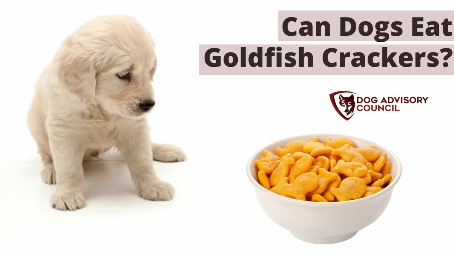 Can Dogs Eat Goldfish Crackers? Here’s All You Should Know! Dog