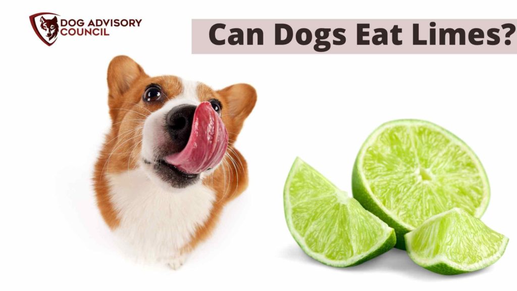 can dogs eat limes