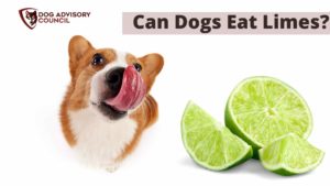 Can Dogs Eat Limes