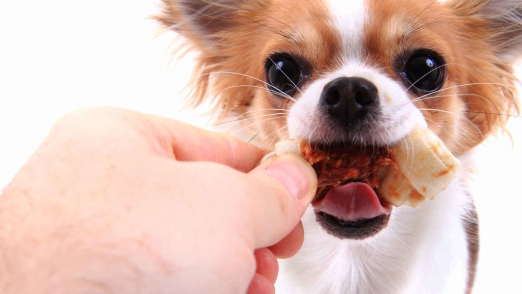 Photo of a dog eating a snack.