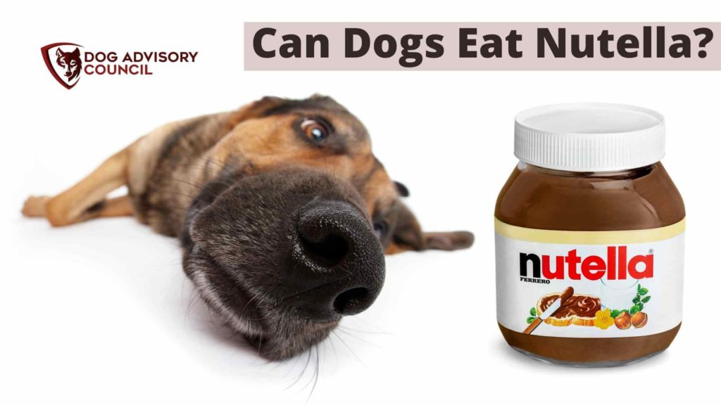 can dogs eat nutella