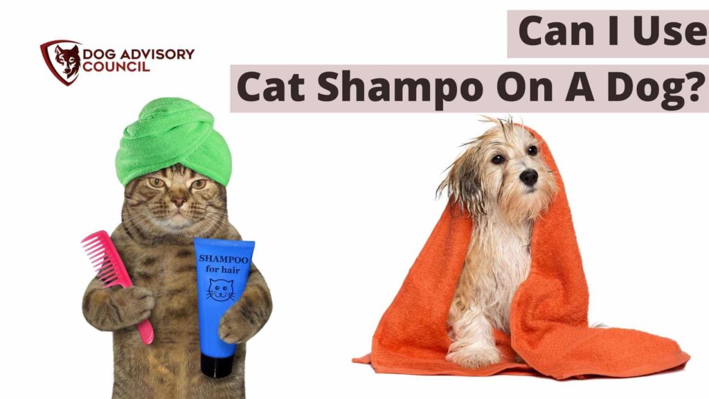 Can I Use Cat Shampoo On a Dog? Photo of a cat with cat shampoo on his paws, and a dog after taking a bath.