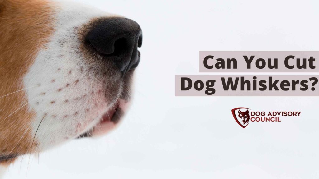 Can You Cut Dog Whiskers? Photo closeup of a dog's nose and his whiskers.