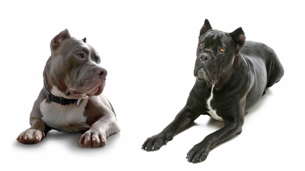 Photo of a Pitbull and a Cane Corso laying down side by side.