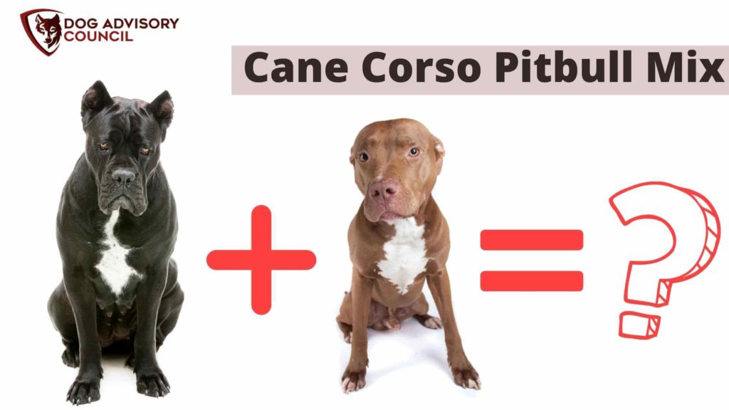 Cane Corso Pitbull Mix. Photo of a Cane Corso and a Pitbull side by side.