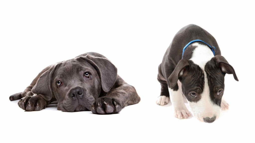 Photo of a Cane Corso puppy and a Pitbull puppy.